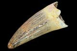 Fossil Crocodile (Elosuchus) Tooth - Top Quality #80713-1